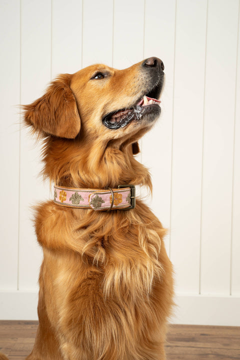 Close-up detail of Indaba Trading Buddy Embroidered Collar showing intricate stitching and genuine leather construction.