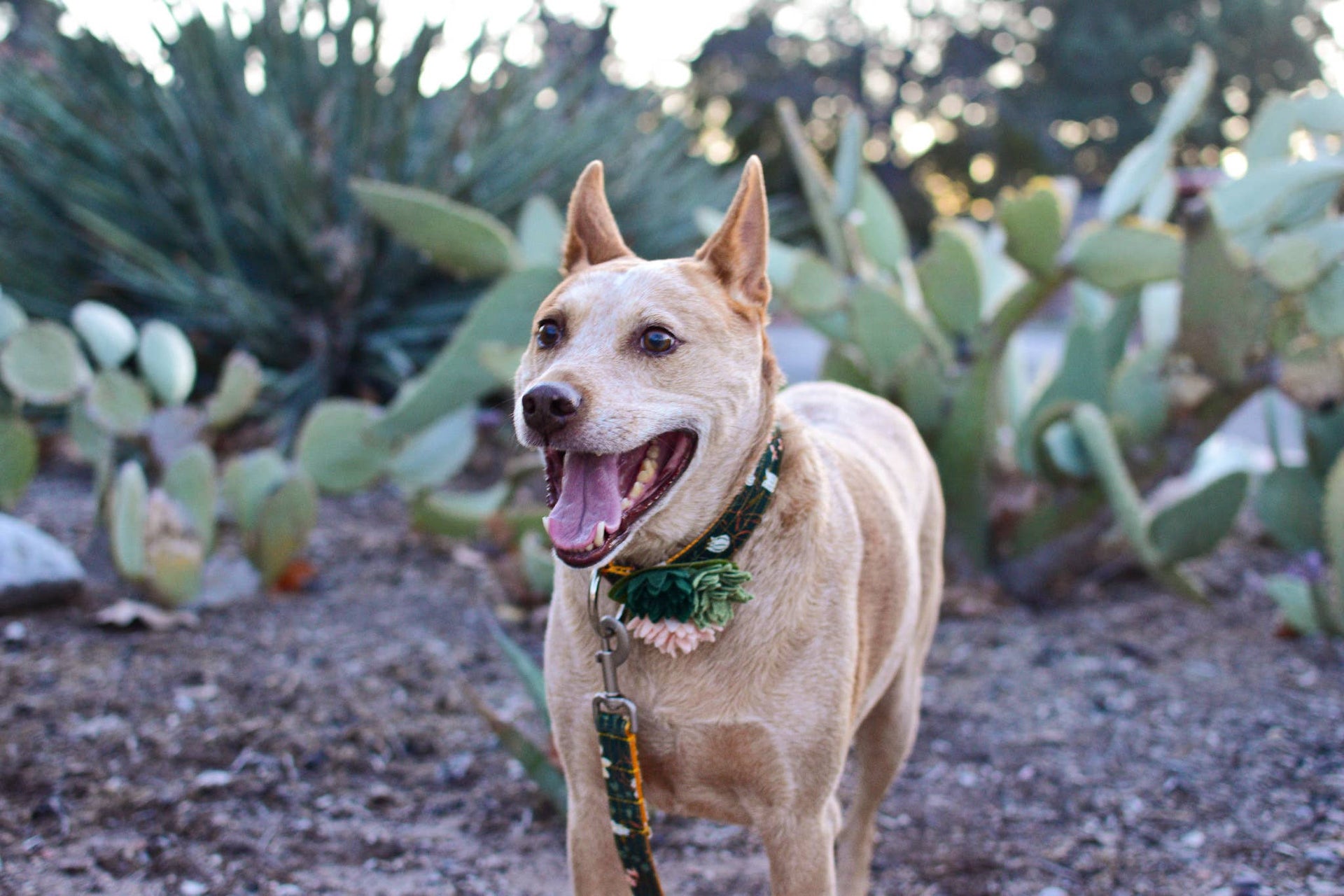 Mimi Green Succulent Dog Collar Accessory worn by dog showing handcrafted felt botanical details in use