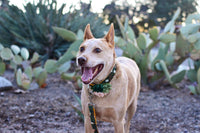 Mimi Green Succulent Dog Collar Accessory worn by dog showing handcrafted felt botanical details in use