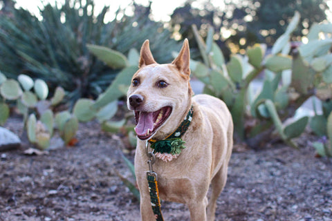 Mimi Green Succulent Dog Collar Accessory worn by dog showing handcrafted felt botanical details in use