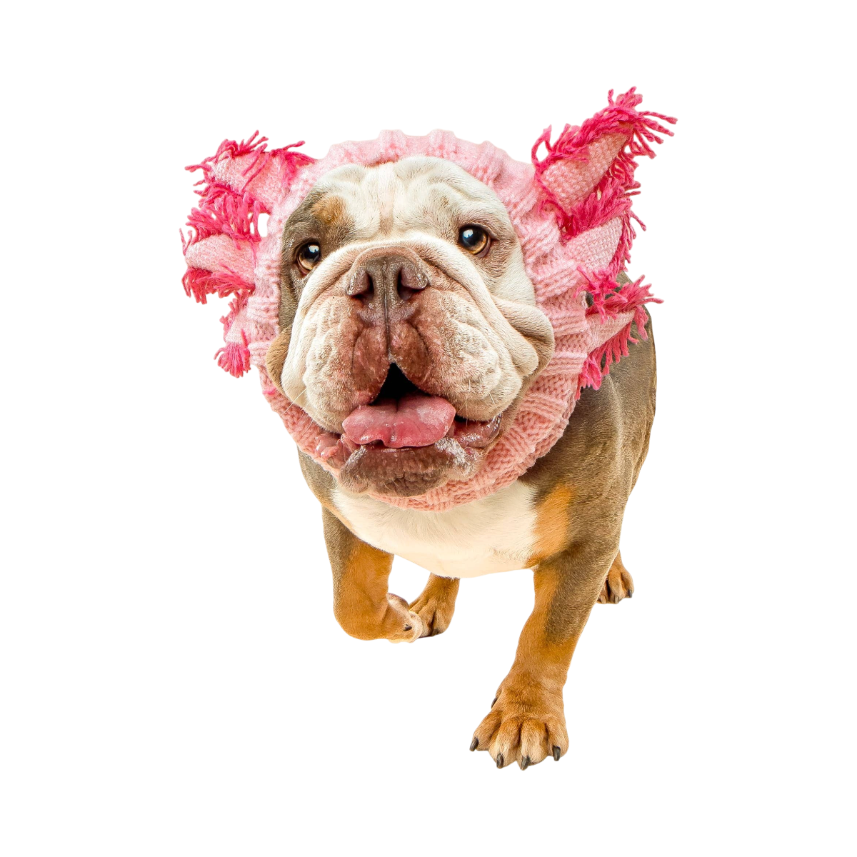 Dog Dish Axolotl Dog Snood in pink knit acrylic worn by a bulldog for a whimsical costume look