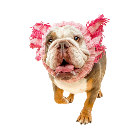 Dog Dish Axolotl Dog Snood in pink knit acrylic worn by a bulldog for a whimsical costume look