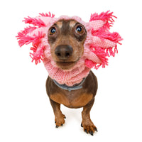 Dog Dish Axolotl dog snood in pink acrylic knit worn by a brown dachshund against a white background