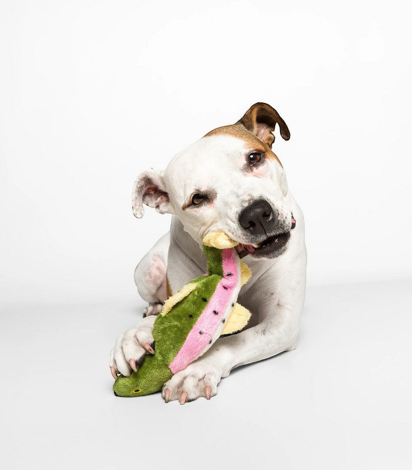 Dog Dish Fluff & Tuff Burt Lake Trout plush fish toy being chewed by a white and brown dog on a white background.