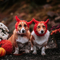 Two Corgis wearing red Devil Dog Snood hats by Dog Dish, featuring knit devil horns in an outdoor autumn setting.
