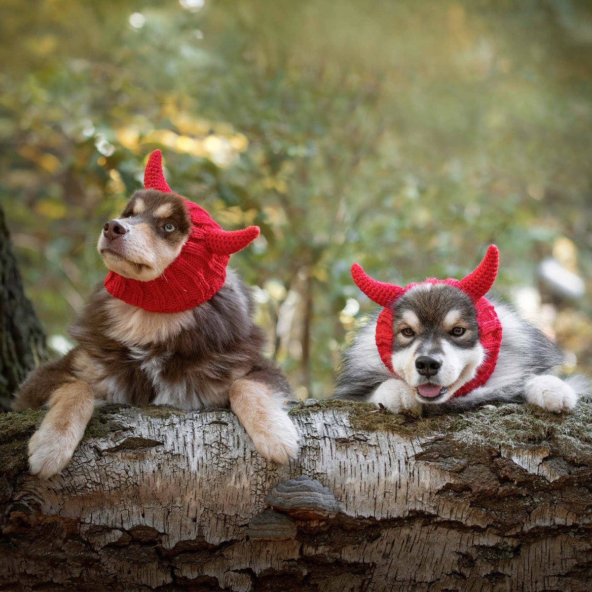 Two dogs wearing red Dog Dish Devil Dog Snoods with devil horns while resting on a fallen birch tree in the woods.