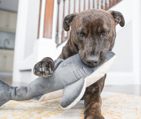 Dog Dish Fluff & Tuff Mac Shark plush toy being held by a brindle dog in a home setting