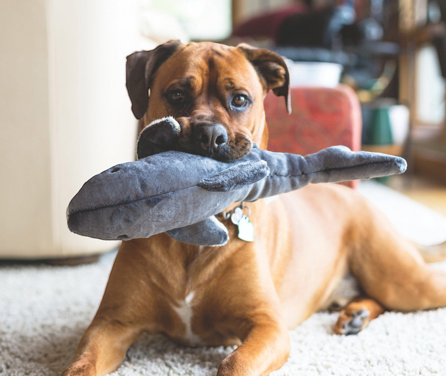 Dog Dish Fluff & Tuff Mac Shark plush toy held in the mouth of a brown boxer dog on a carpeted floor.