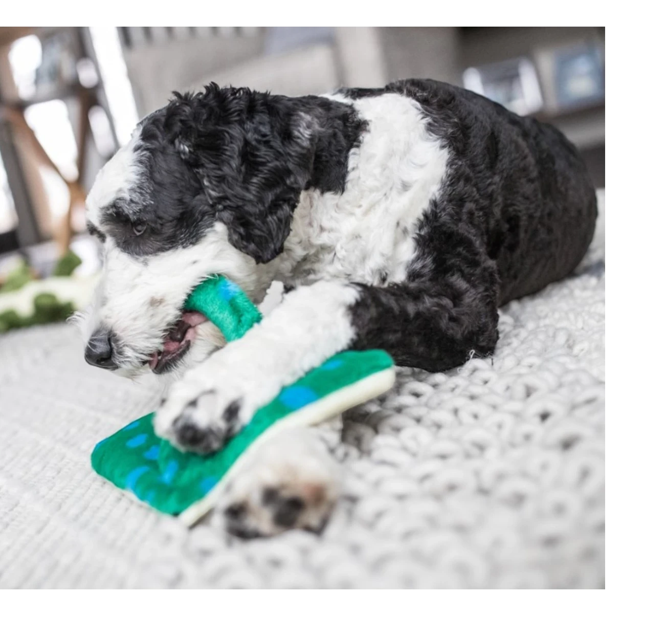 Dog Dish Fluff & Tuff Gordon Stingray plush toy being chewed by a black and white dog on a textured rug