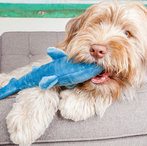 Dog Dish Fluff & Tuff Tank the Shark plush toy held in the mouth of a shaggy brown dog resting on a grey sofa