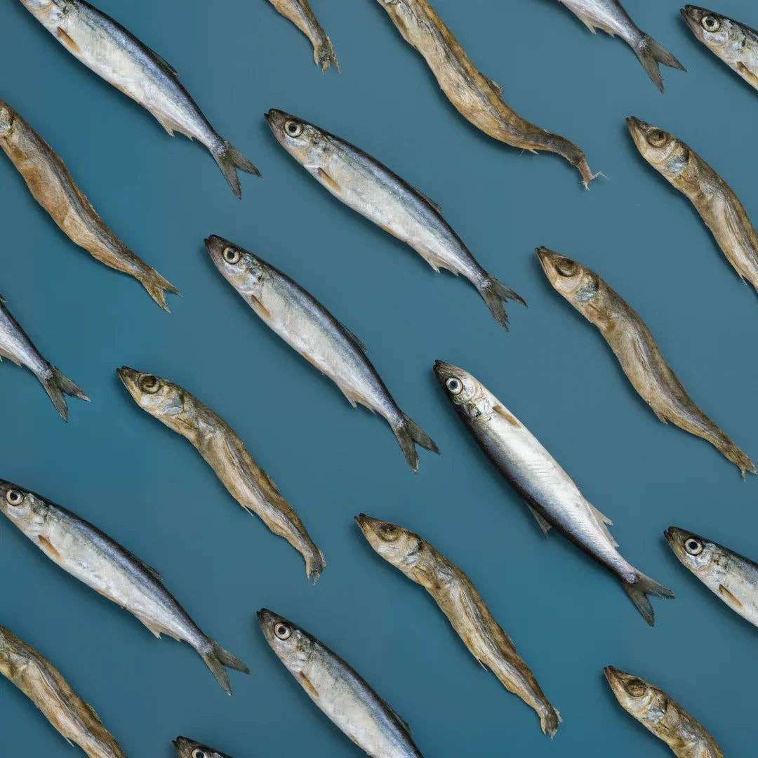 Dog Dish Max & Bella freeze-dried whole capelin fish treats arranged in a pattern on a blue background.