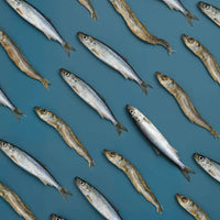 Dog Dish Max & Bella freeze-dried whole capelin fish treats arranged in a pattern on a blue background.