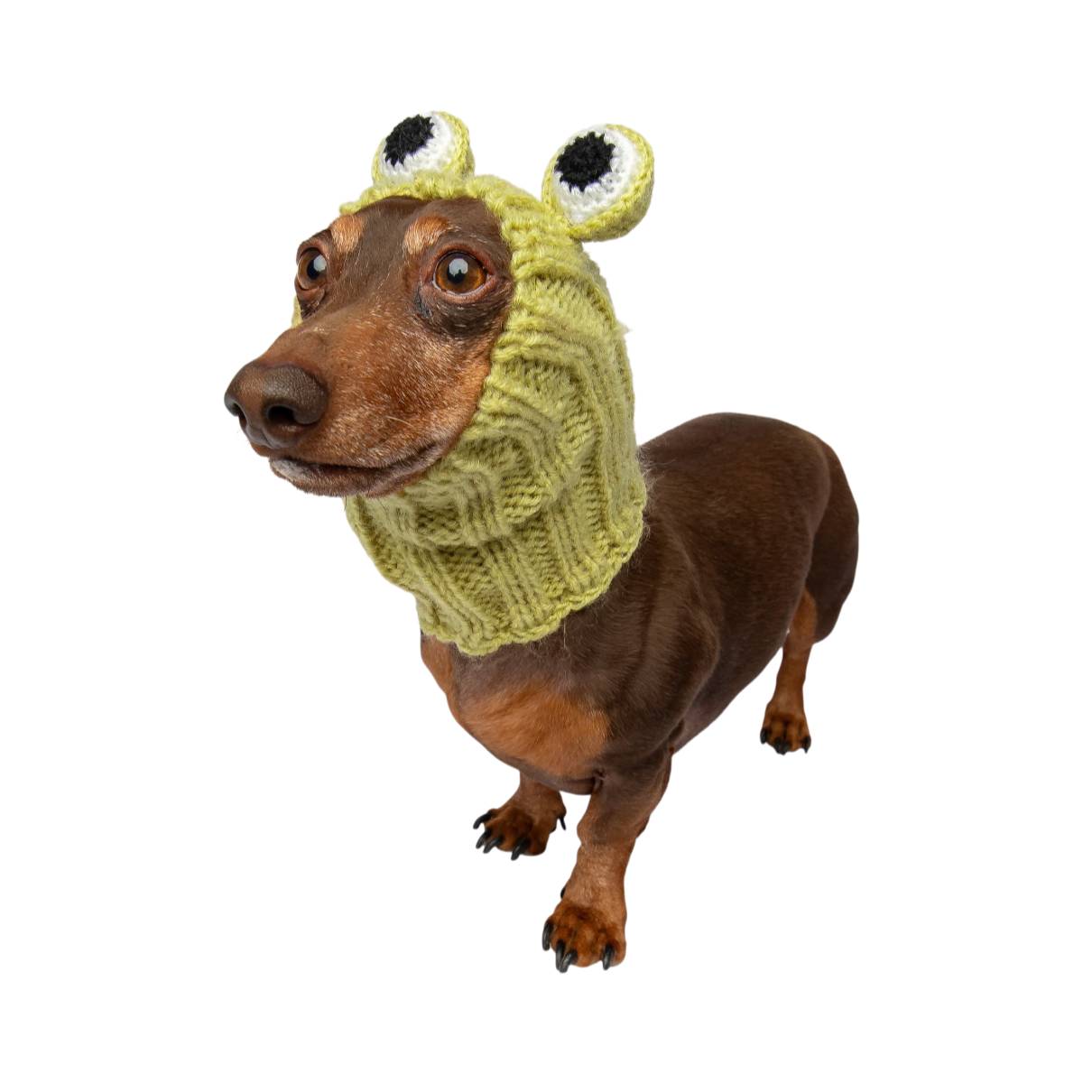 Dog Dish Frog Dog Snood worn by a dachshund, featuring a lime green knit design with cute frog eyes.