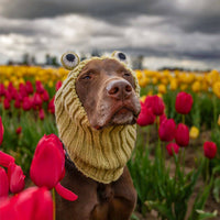 Dog Dish Frog Dog Snood in light green knit acrylic worn by a brown dog in a vibrant tulip field