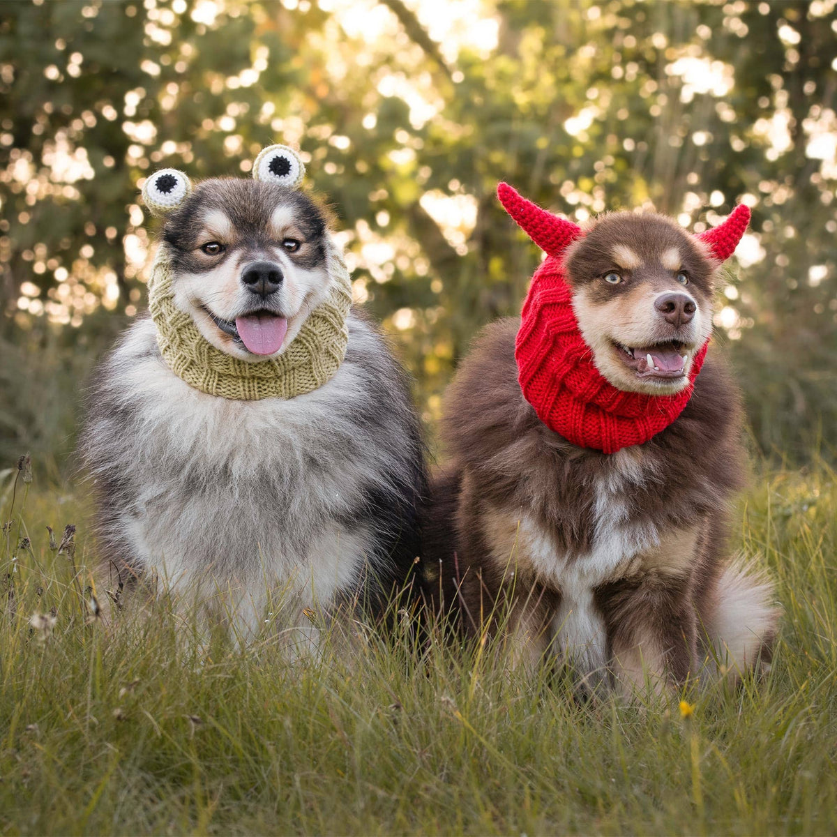 Dog Dish Frog Dog Snood and red devil horn snood worn by two dogs sitting in a grassy field