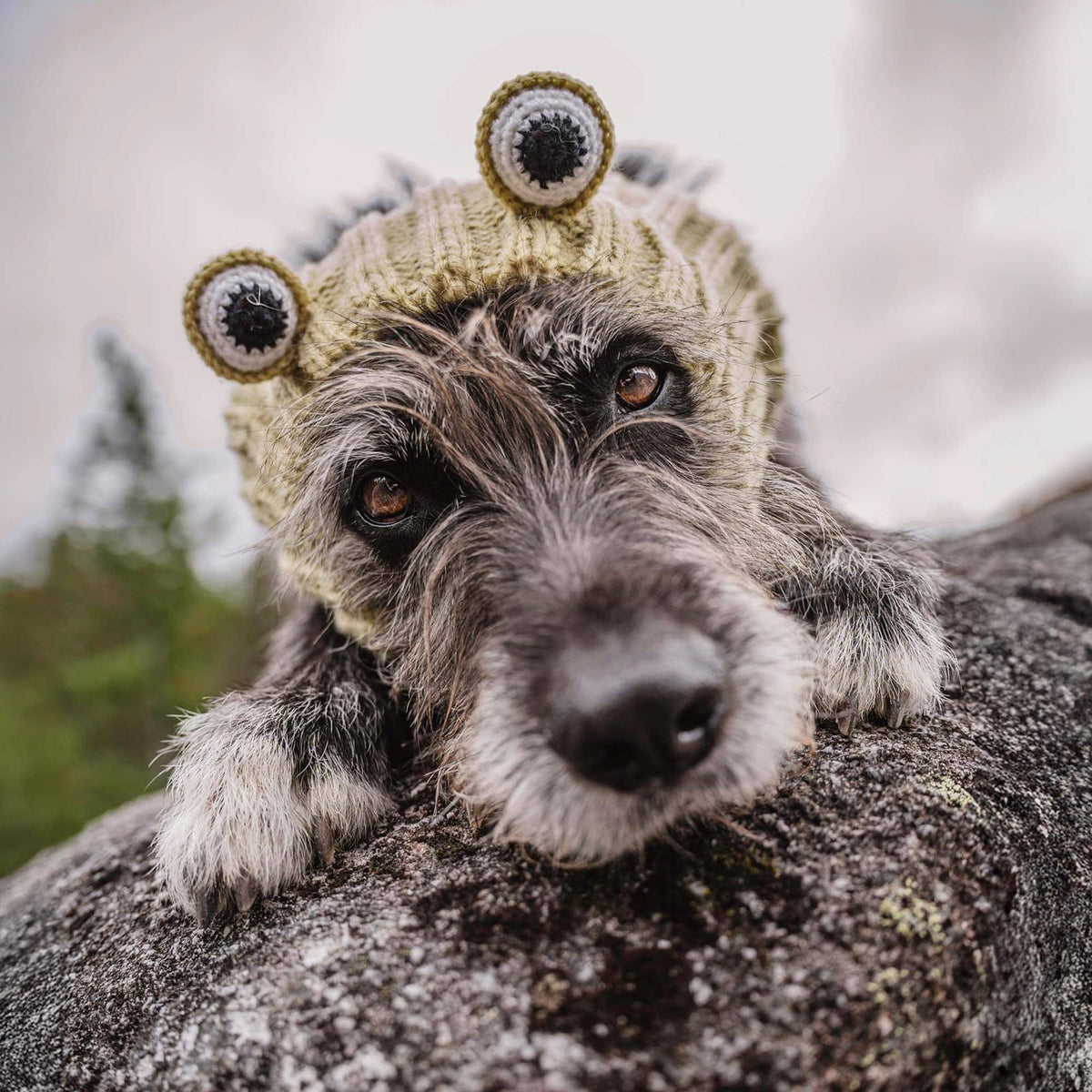 Dog Dish Frog Dog Snood made of green knit acrylic yarn worn by a scruffy dog resting on a rock outdoors