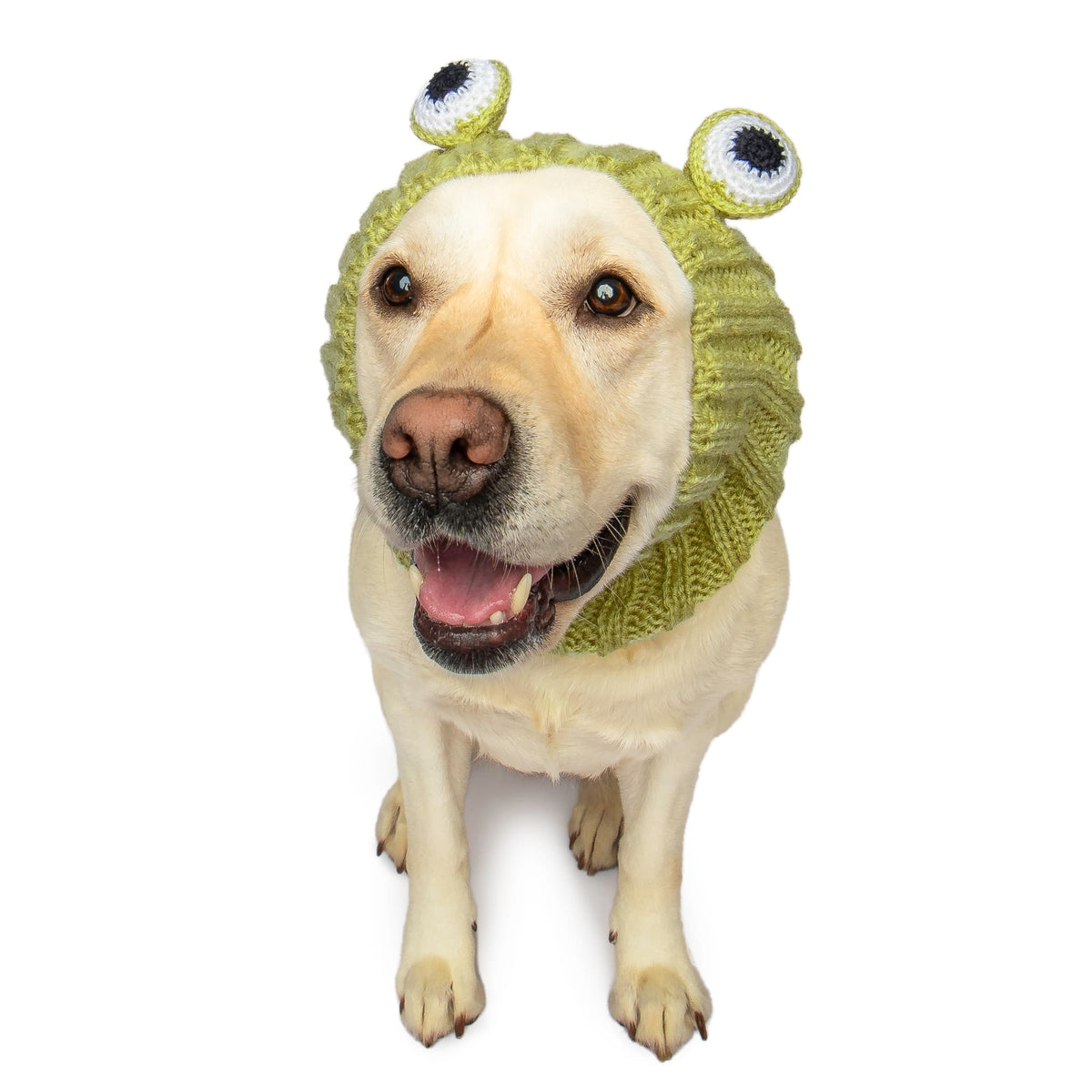 Dog Dish Frog Dog Snood made of green acrylic knit yarn worn by a happy yellow Labrador retriever