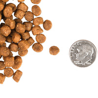 Dog Dish Fromm adult cat dry food kibble pieces shown next to a US dime for size reference.