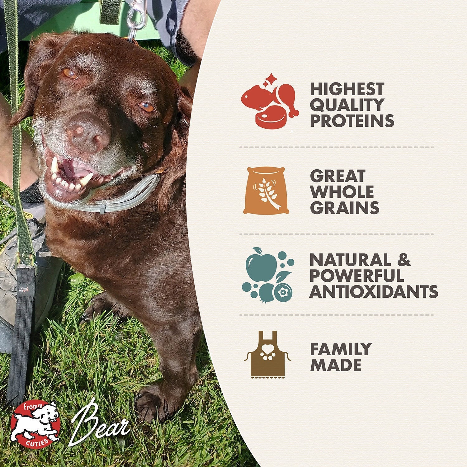 Dog Dish Fromm Classic Adult dog food benefits infographic featuring a happy chocolate Labrador on a green lawn.
