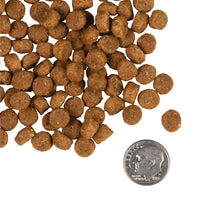 Dog Dish Fromm Gold Puppy kibble pieces shown next to a US dime for size reference.