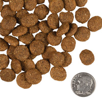 Dog Dish Fromm Gold Senior dry dog food kibble pieces shown next to a US dime for size reference.