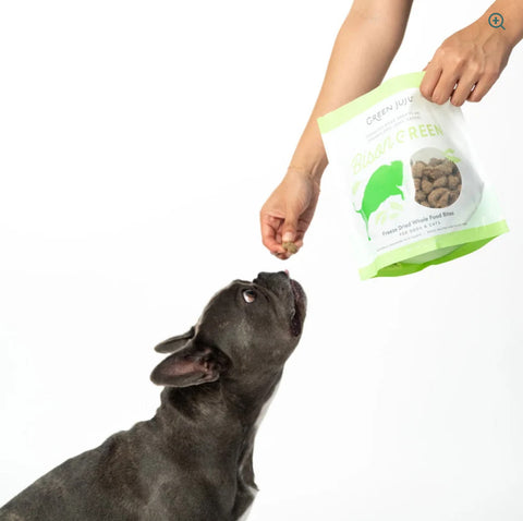 Dog Dish Green Juju Bison Green Bites freeze-dried dog treat being fed to a French Bulldog
