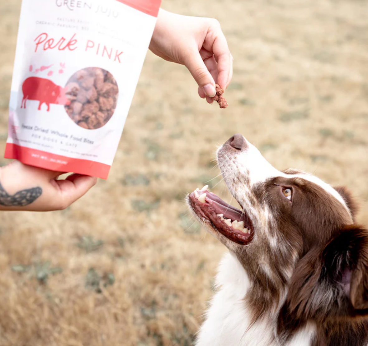 Dog Dish hand feeding a freeze-dried Green Juju Pork Pink Bite to an attentive brown and white border collie dog