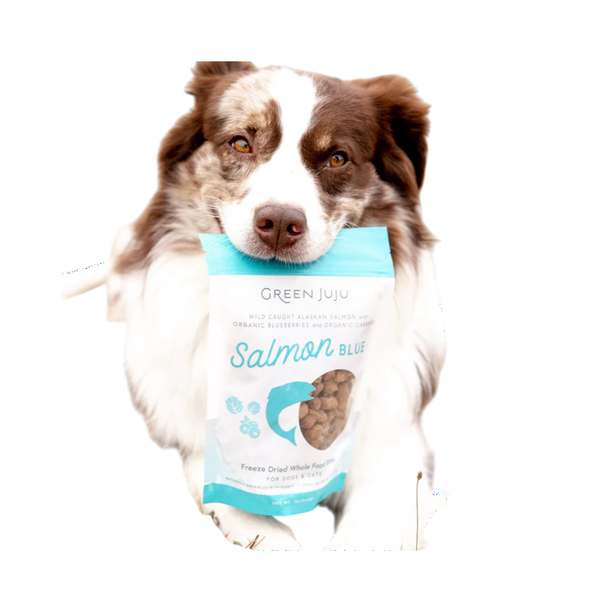 Dog Dish Green Juju Salmon Blue freeze-dried dog treats held in the mouth of a brown and white Australian Shepherd