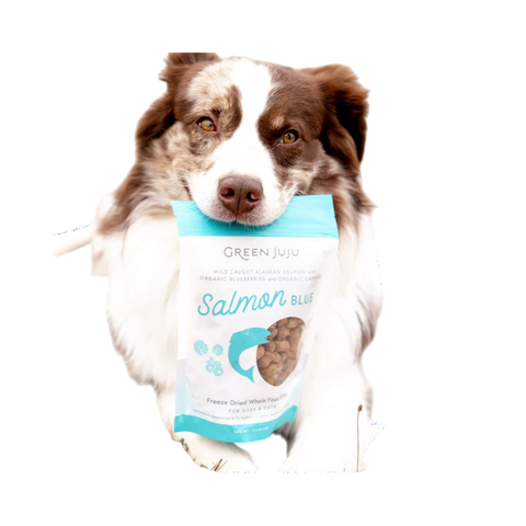 Dog Dish Green Juju Salmon Blue freeze-dried dog treats held in the mouth of a brown and white Australian Shepherd