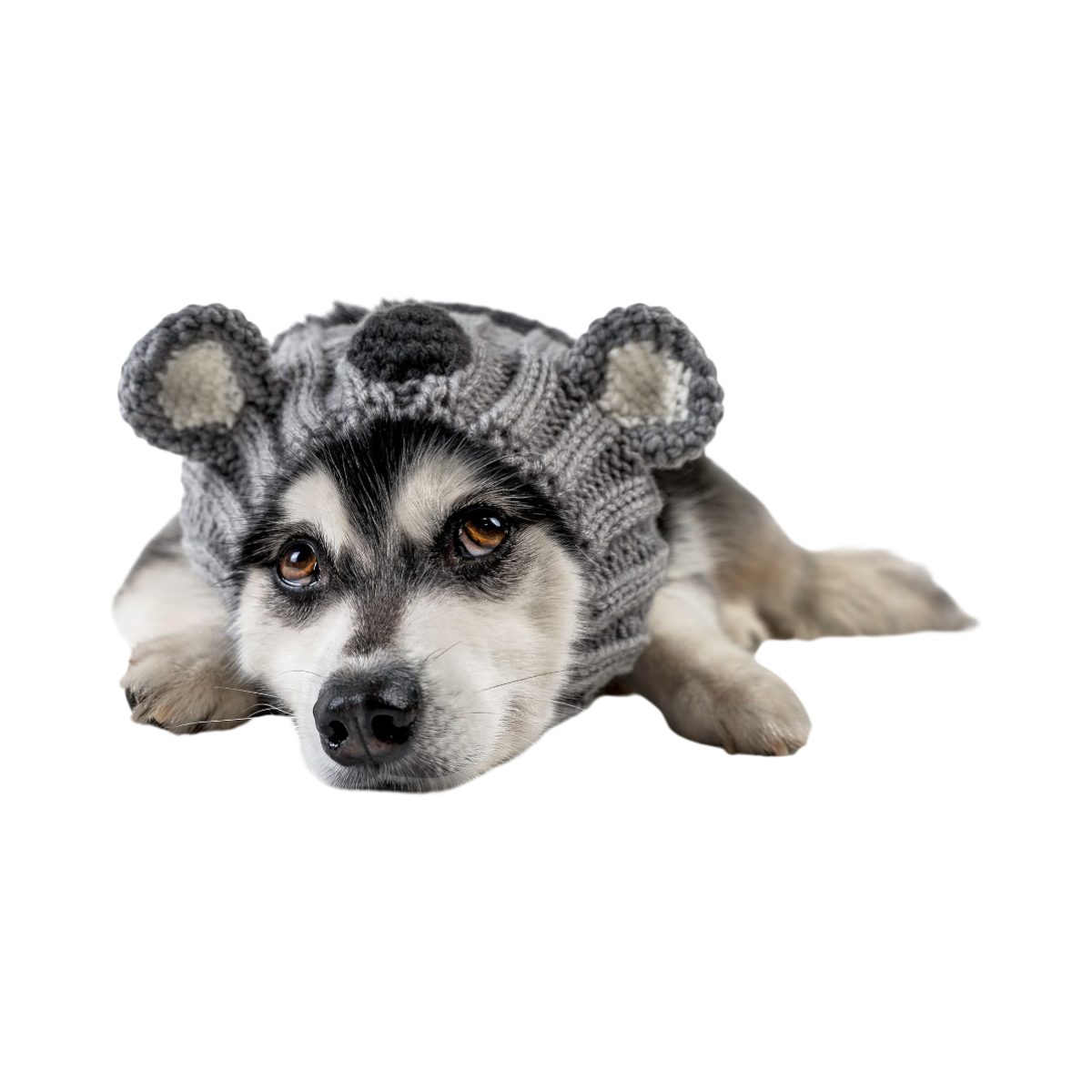 Dog Dish Koala Dog Snood made of grey knit acrylic yarn worn by a husky, providing warmth and a playful costume look.