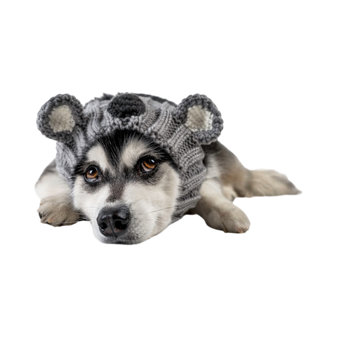 Dog Dish Koala Dog Snood made of grey knit acrylic yarn worn by a husky, providing warmth and a playful costume look.