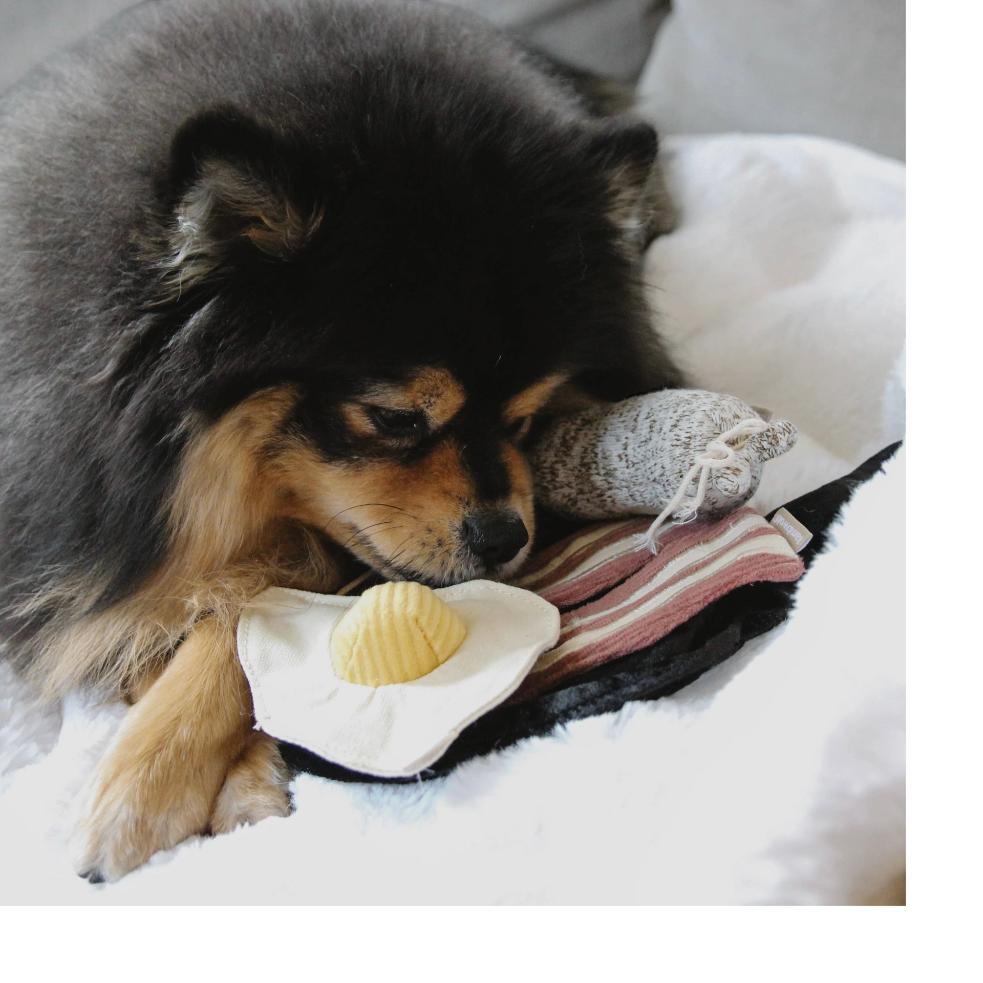 Dog Dish Lambwolf breakfast enrichment toy with egg and bacon pieces being sniffed by a fluffy black and tan dog