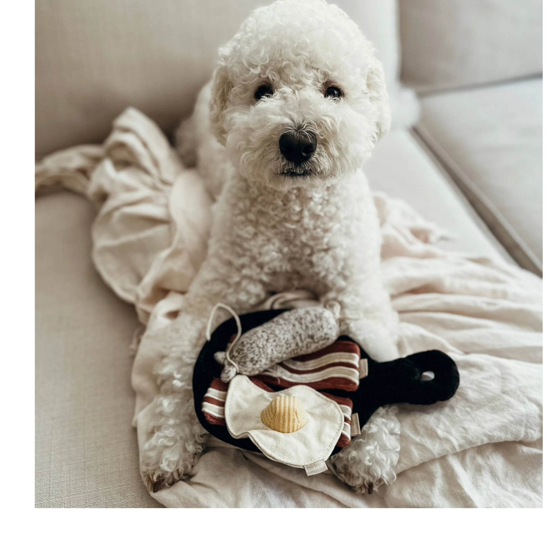 Dog Dish Lambwolf breakfast enrichment toy set with egg, bacon, and sausage on a pan, held by a white curly dog.