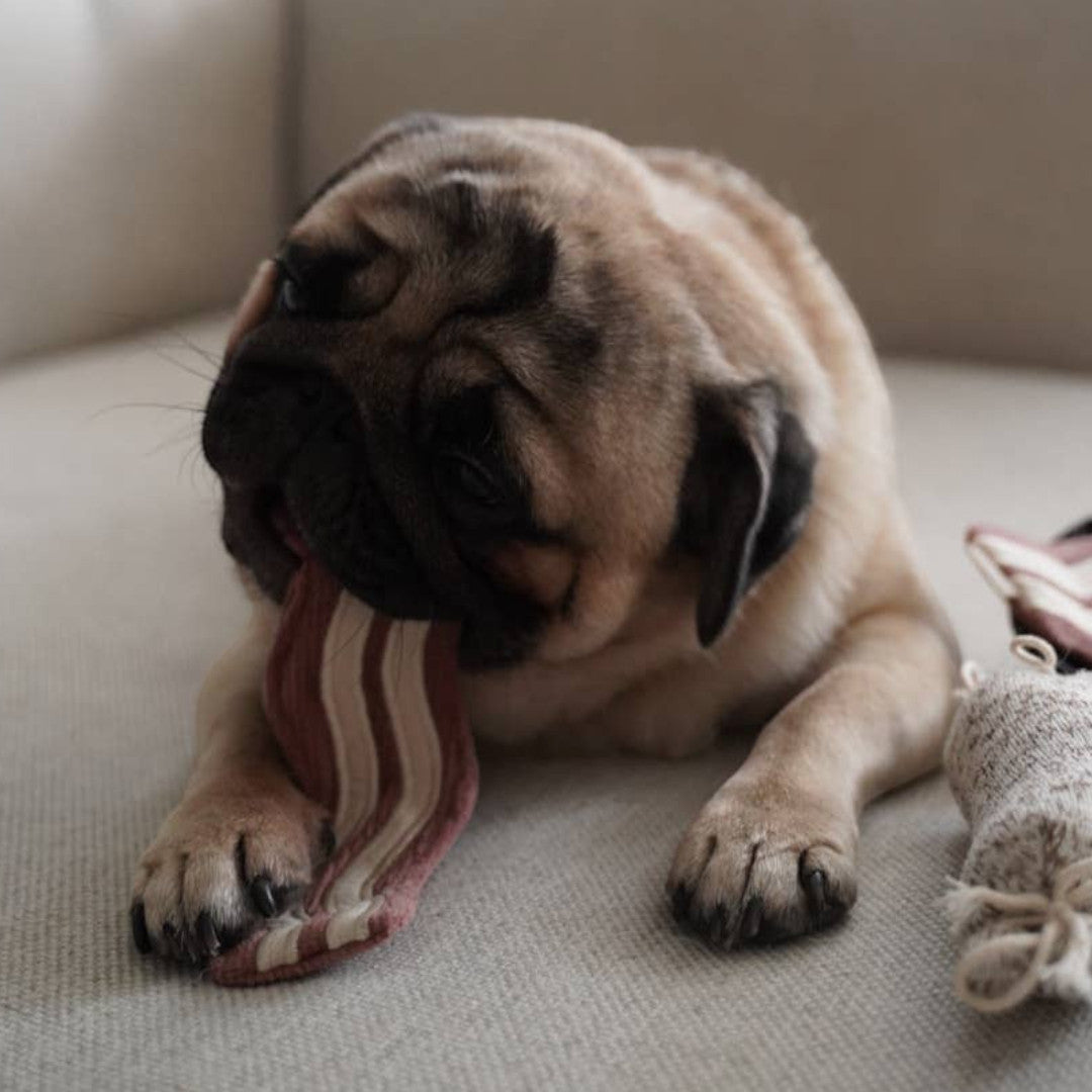 Dog Dish Lambwolf breakfast enrichment toy with a pug chewing on a crinkly bacon strip piece on a soft sofa