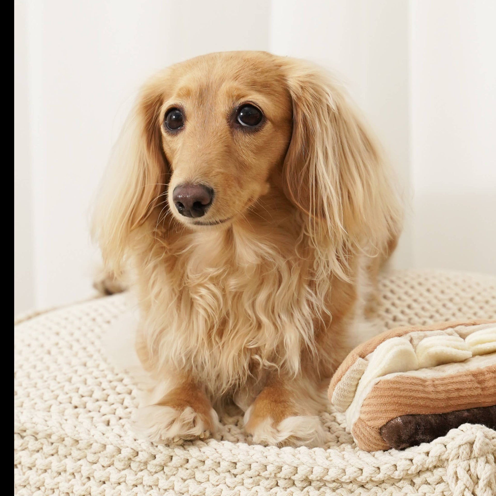 Dog Dish Lambwolf Eclair enrichment toy next to a long-haired dachshund sitting on a cream knitted dog bed.