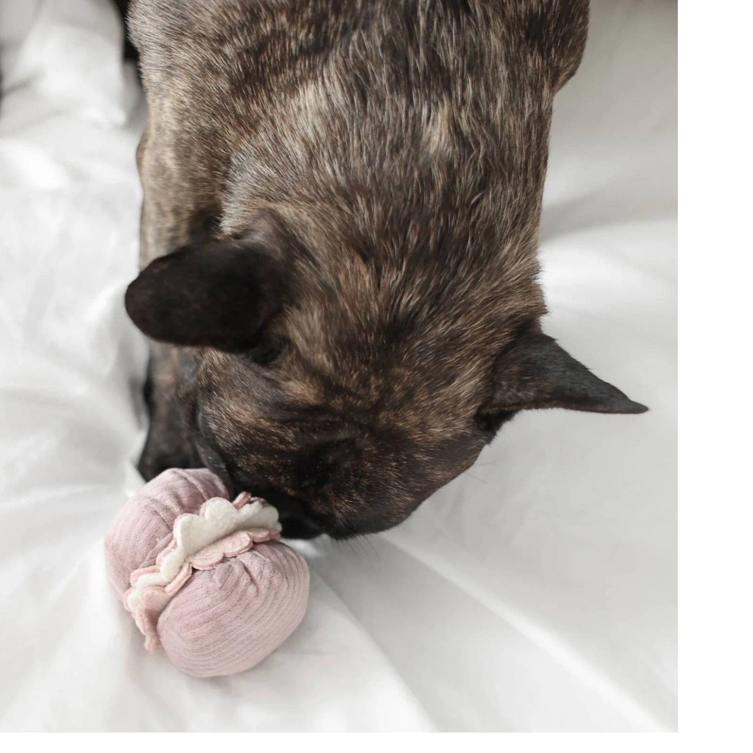 Dog Dish Lambwolf Cookie enrichment toy in pink macaroon shape being sniffed by a brindle French Bulldog