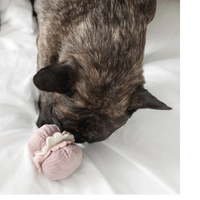 Dog Dish Lambwolf Cookie enrichment toy in pink macaroon shape being sniffed by a brindle French Bulldog