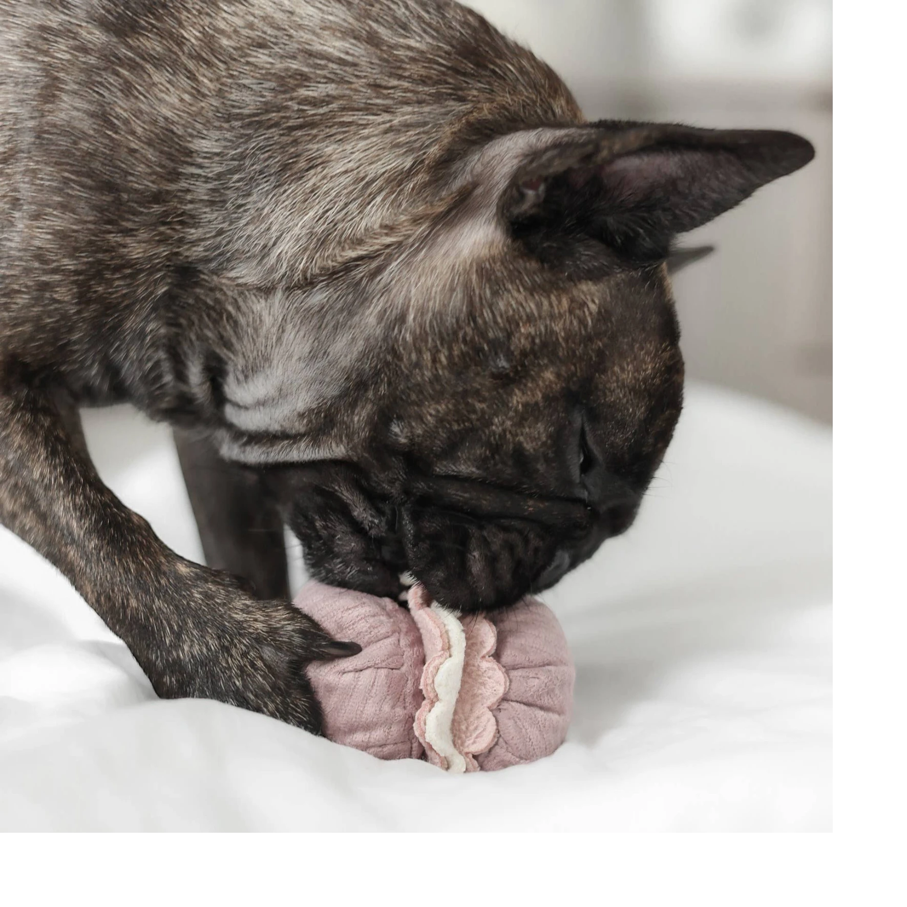 Dog Dish Lambwolf Cookie enrichment toy in pink macaroon shape being played with by a brindle French Bulldog
