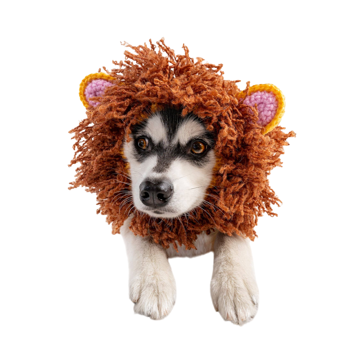 Dog Dish Lion Dog Snood featuring a hand-crocheted brown mane and pink-lined ears on a husky puppy