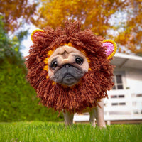 Dog Dish Lion Dog Snood on a pug, featuring a brown crocheted mane and pink-lined ears for winter warmth.