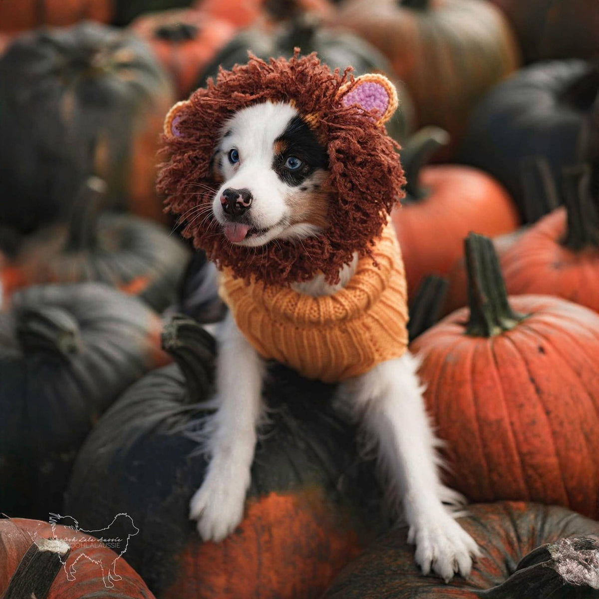 Dog Dish Lion Dog Snood on a small dog with a brown crocheted mane sitting among orange pumpkins in autumn