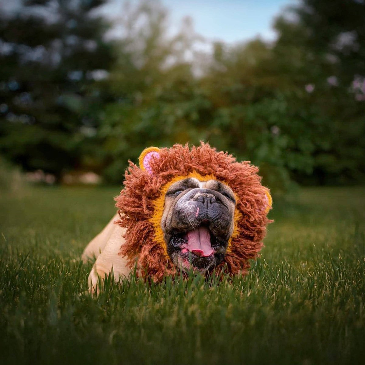 Dog Dish Lion Dog Snood on a happy bulldog wearing a brown and gold crocheted lion mane in a grassy park
