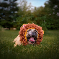 Dog Dish Lion Dog Snood on a happy bulldog wearing a brown and gold crocheted lion mane in a grassy park