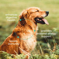 Dog Dish Native Pet colostrum immune powder benefits for a happy golden dog in a grassy field