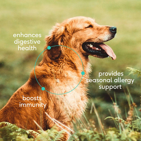 Dog Dish Native Pet colostrum immune powder benefits for a happy golden dog in a grassy field