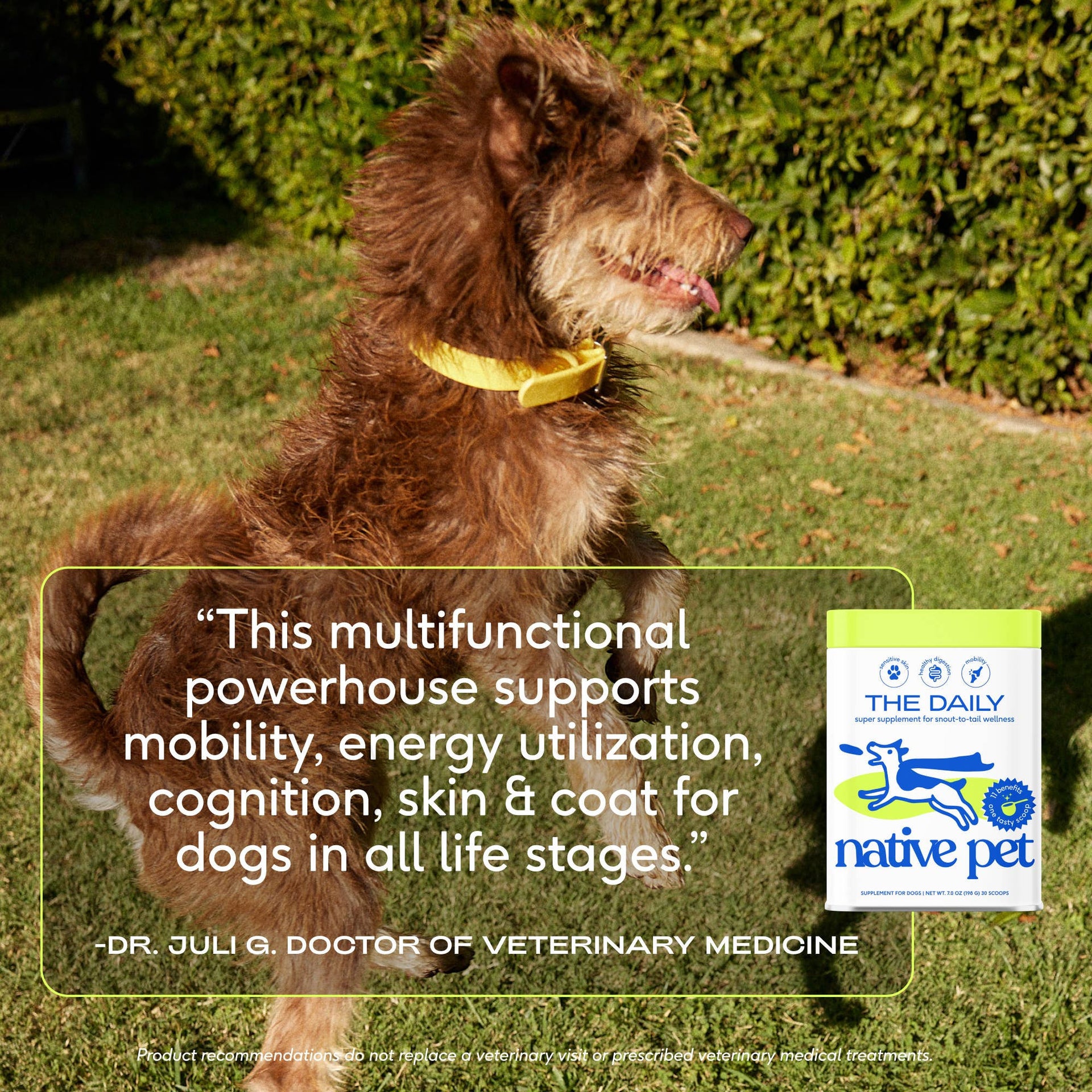 Dog Dish Native Pet The Daily powder supplement container next to a happy, energetic brown dog playing outdoors.
