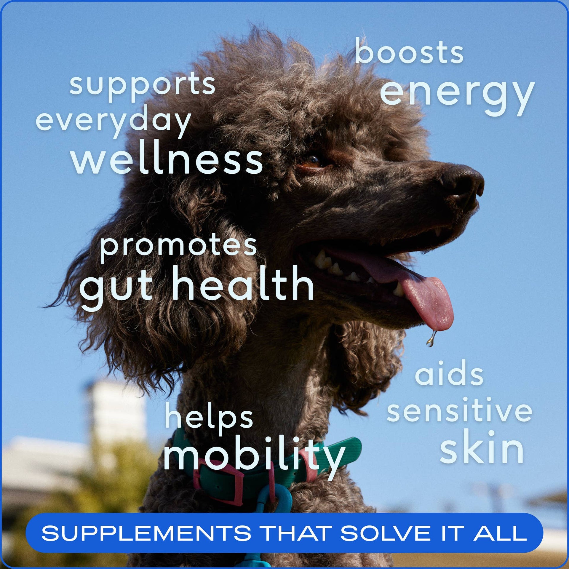 Dog Dish Native Pet The Daily powder supplement benefits shown on a happy poodle against a blue sky background