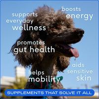Dog Dish Native Pet The Daily powder supplement benefits shown on a happy poodle against a blue sky background