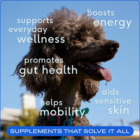 Dog Dish Native Pet The Daily powder supplement benefits shown on a happy poodle against a blue sky background