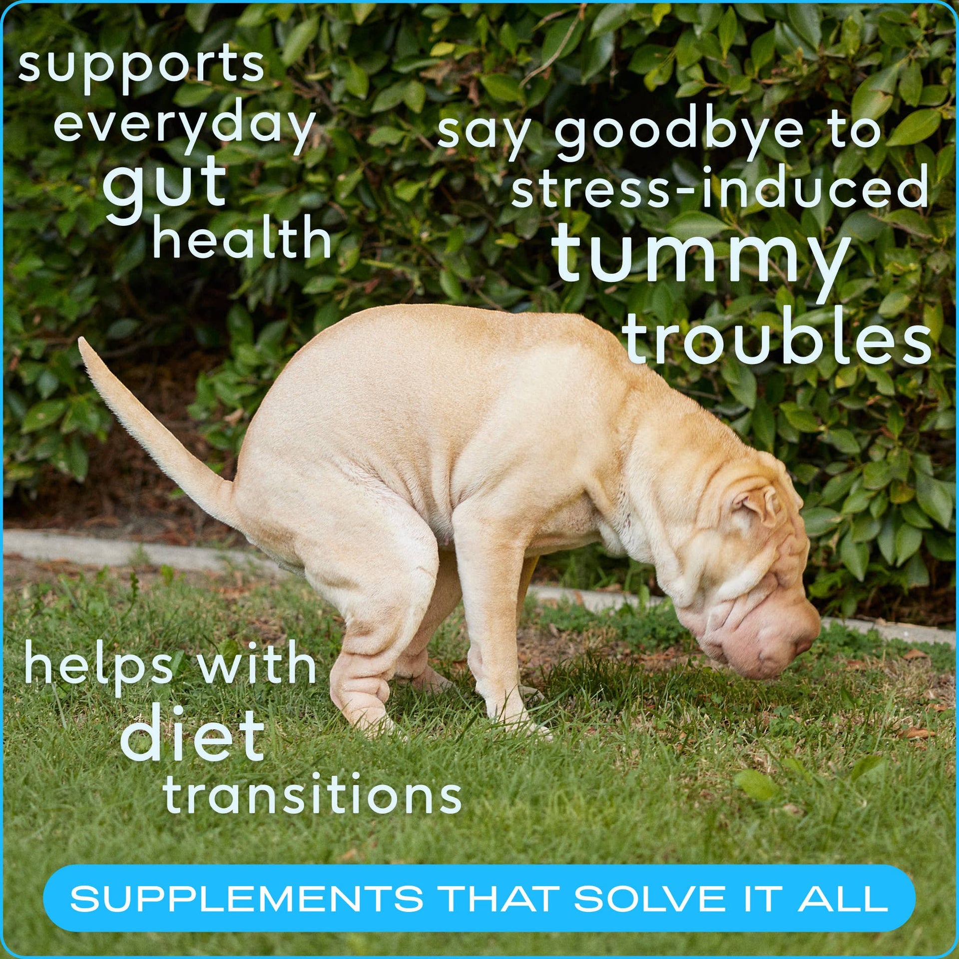 Dog Dish Native Pet probiotic powder ad featuring a Shar-Pei dog on grass with text about gut health and digestion.